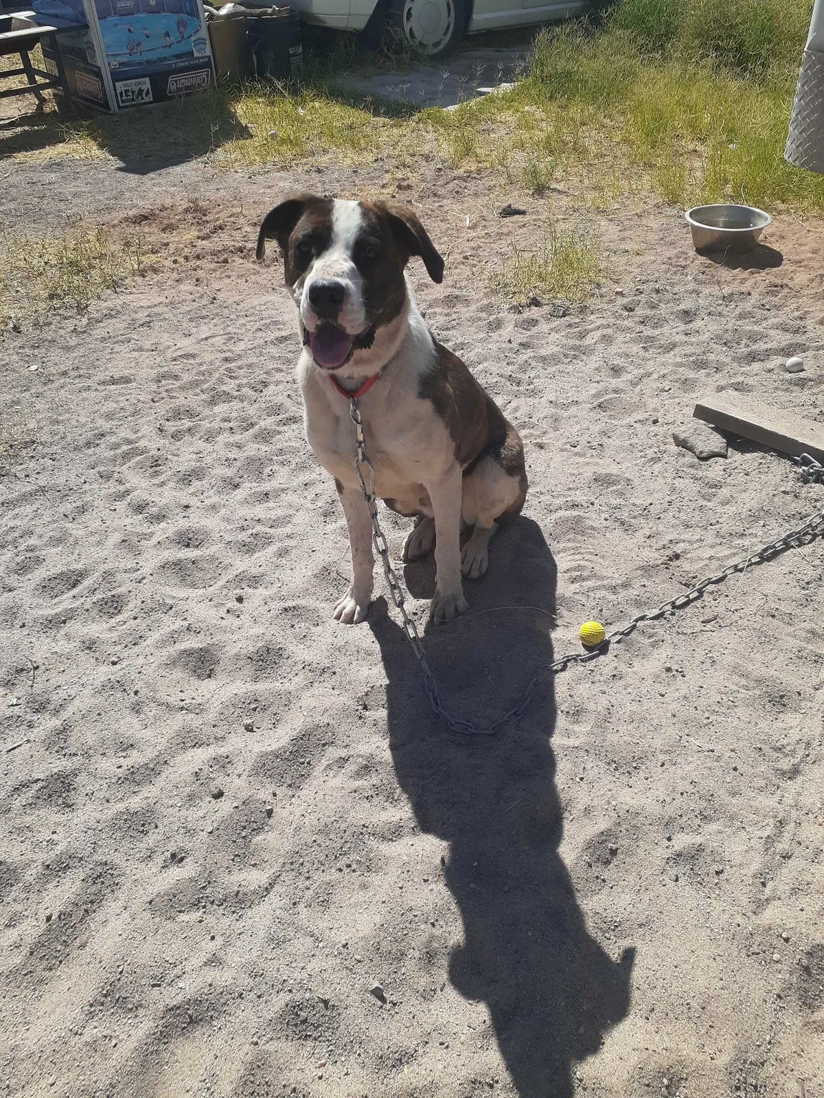 Lost dog in Las Cruces, NM, 88011