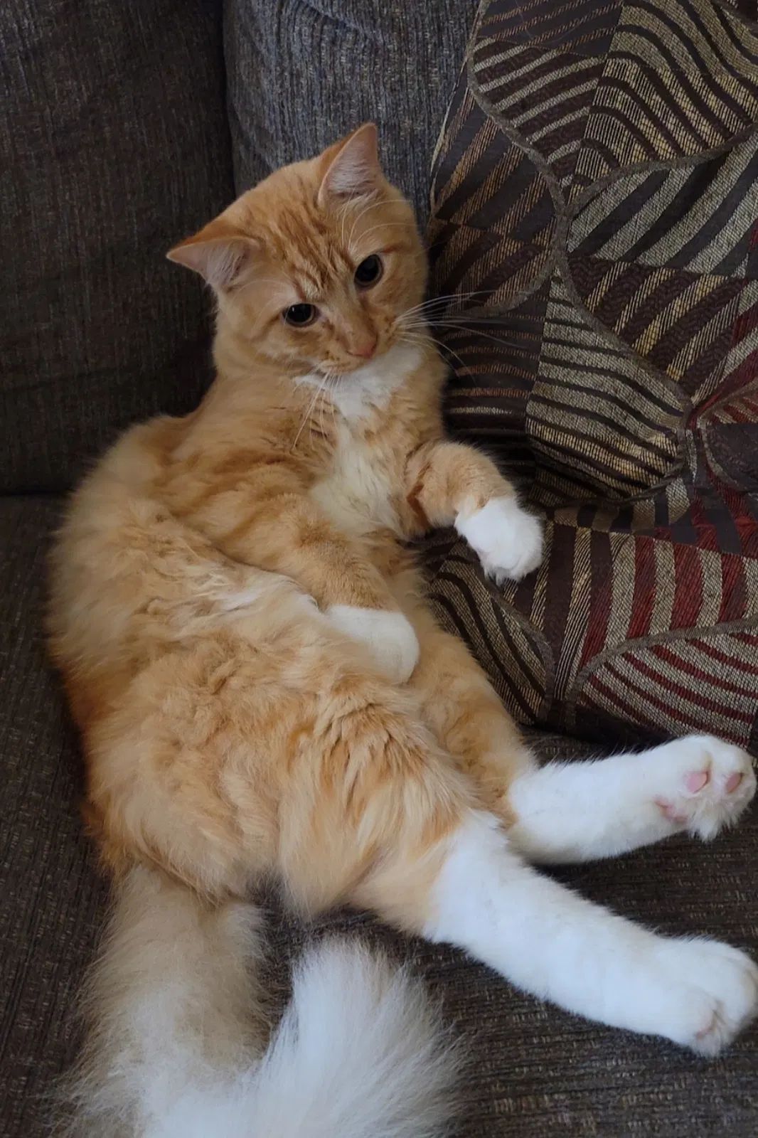 Lost cat in Houston, TX, 77034