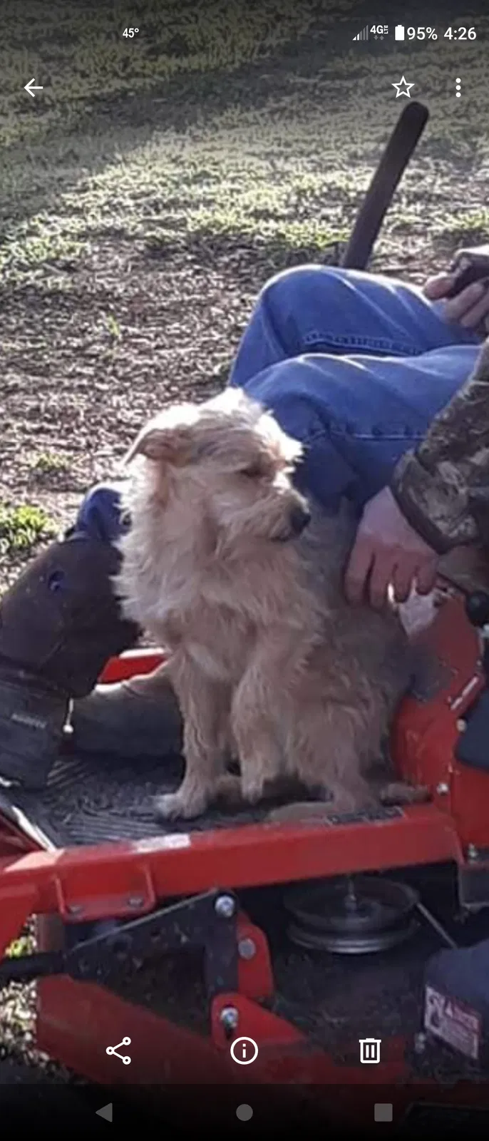 Lost dog in Cohutta, GA, 30710