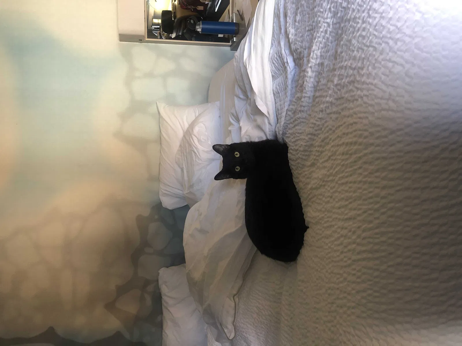 Lost cat in West Linn, OR, 97068