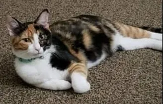 Lost cat in North Charleston, SC, 29418