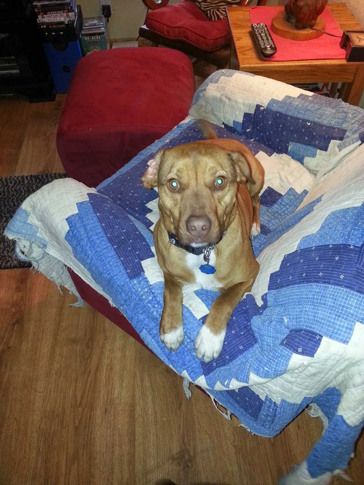Lost dog in Weston, MO, 64098