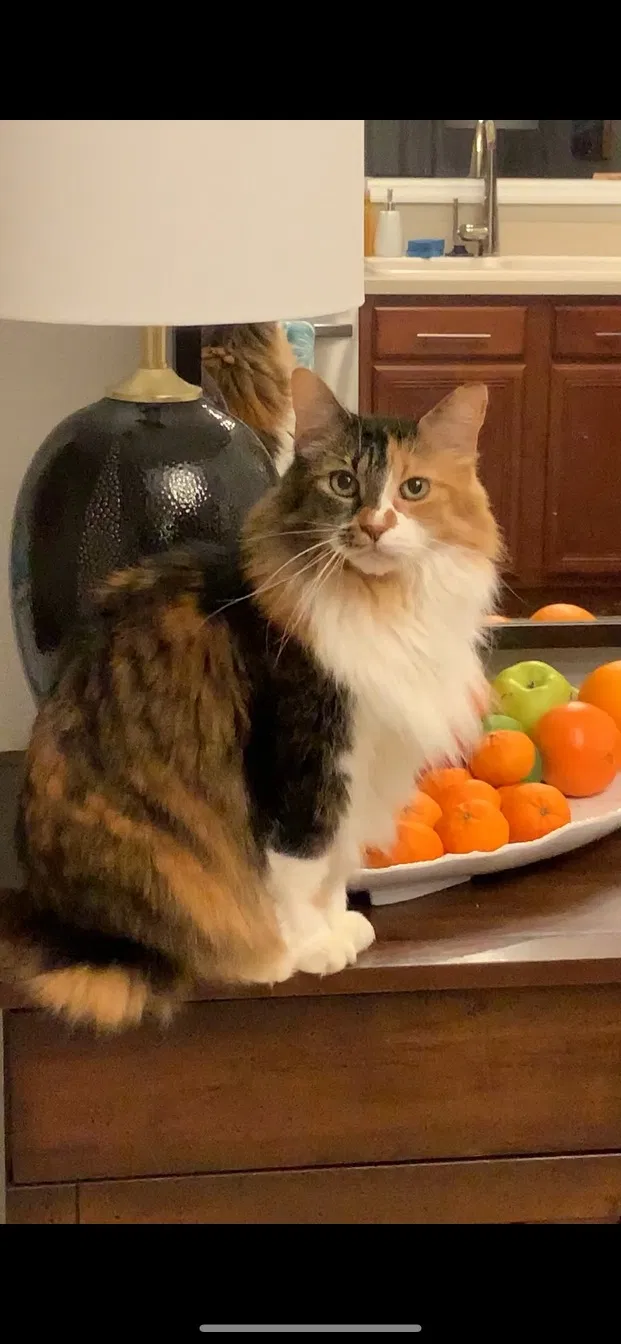 Lost cat in New Smyrna Beach, FL, 32168