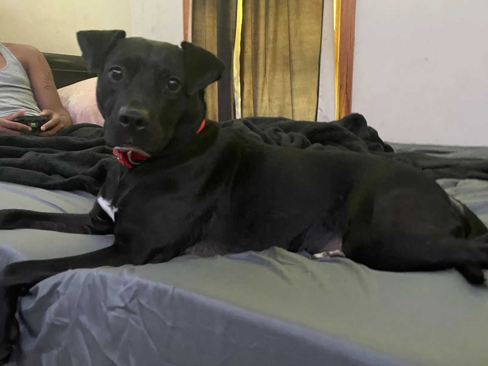 Lost dog in Atlanta, GA, 30311