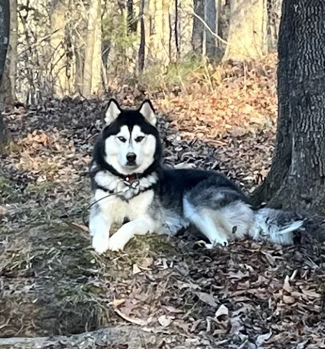 Lost dog in Decatur, TN, 37322