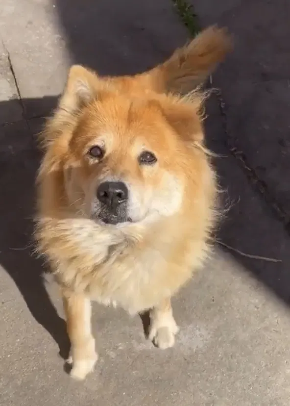 Lost dog in Los Angeles, CA, 90044