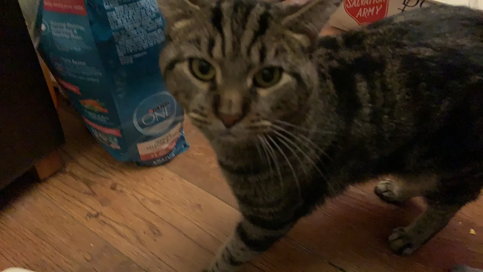 Lost cat in New Haven, CT, 6513