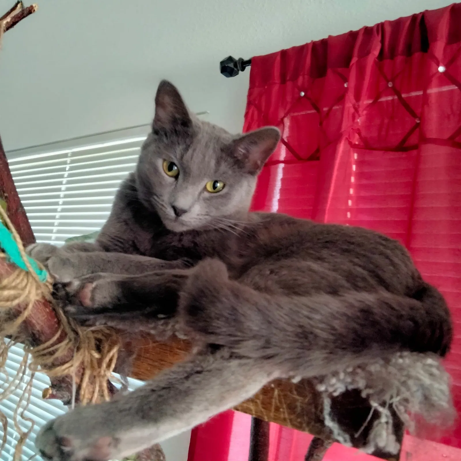 Lost cat in El Paso, TX, 79928