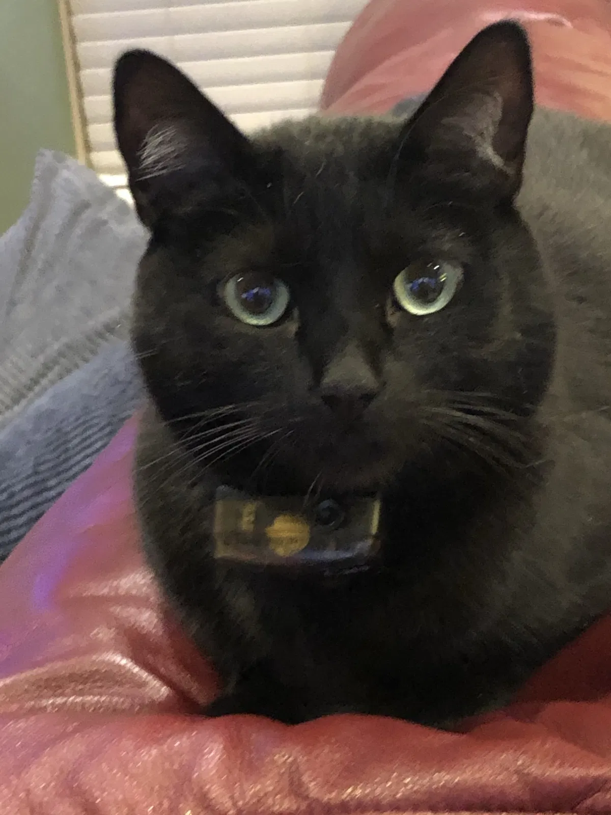 Lost cat in Santa Fe, NM, 87508