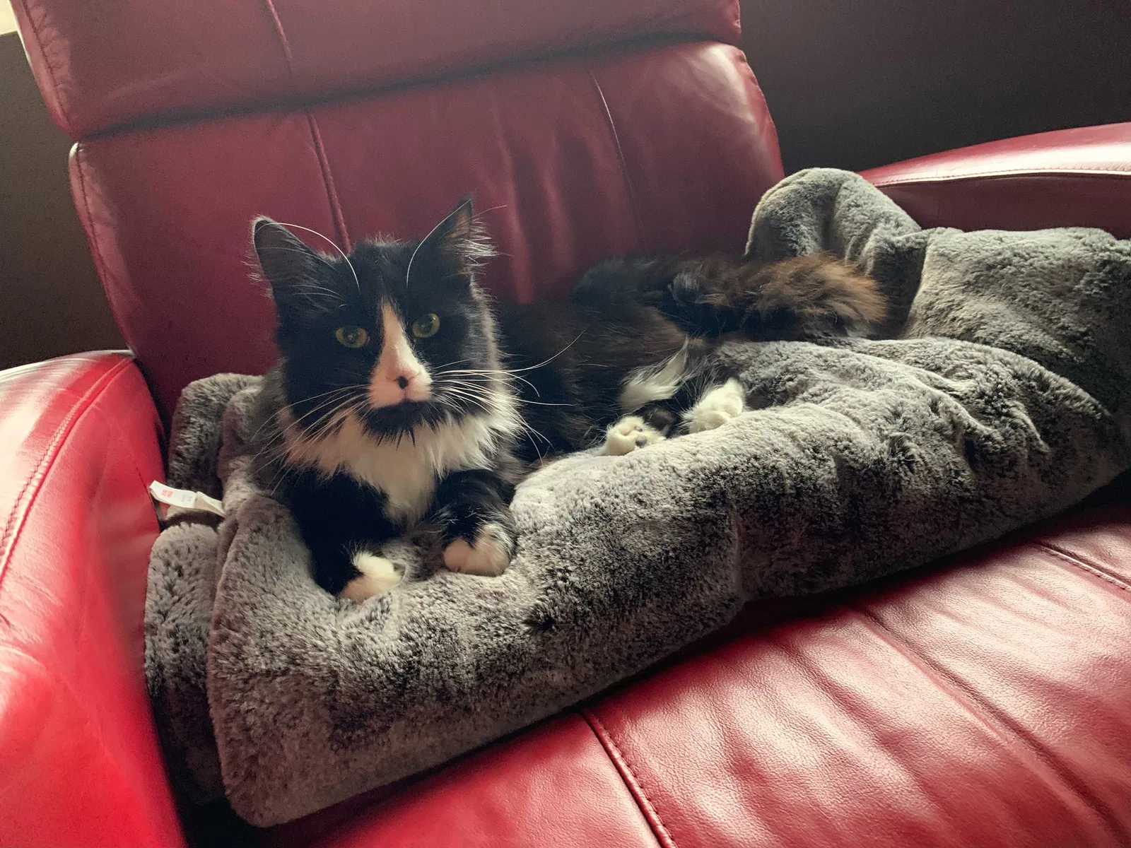 Lost cat in Camas, WA, 98607