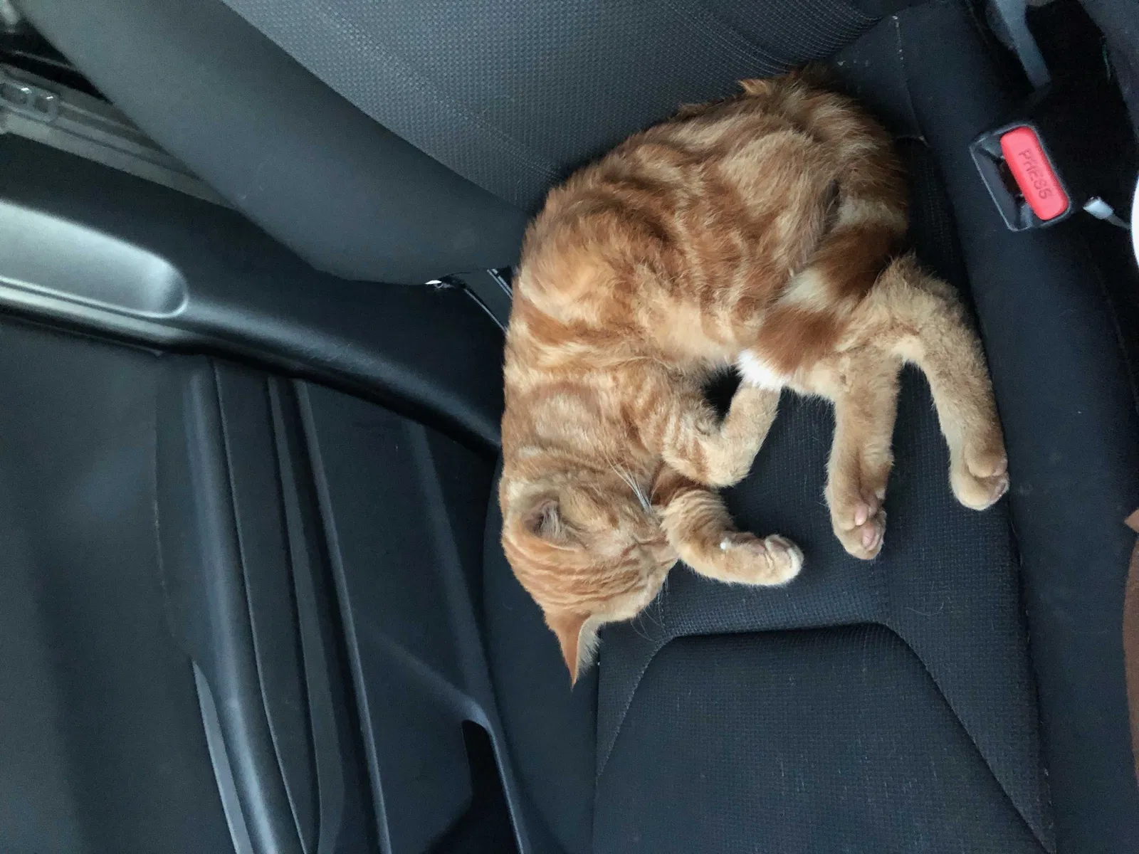 Lost cat in Latonia, KY, 41015