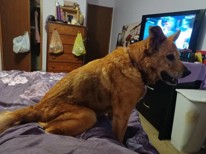 Lost dog in Acworth, GA, 30102