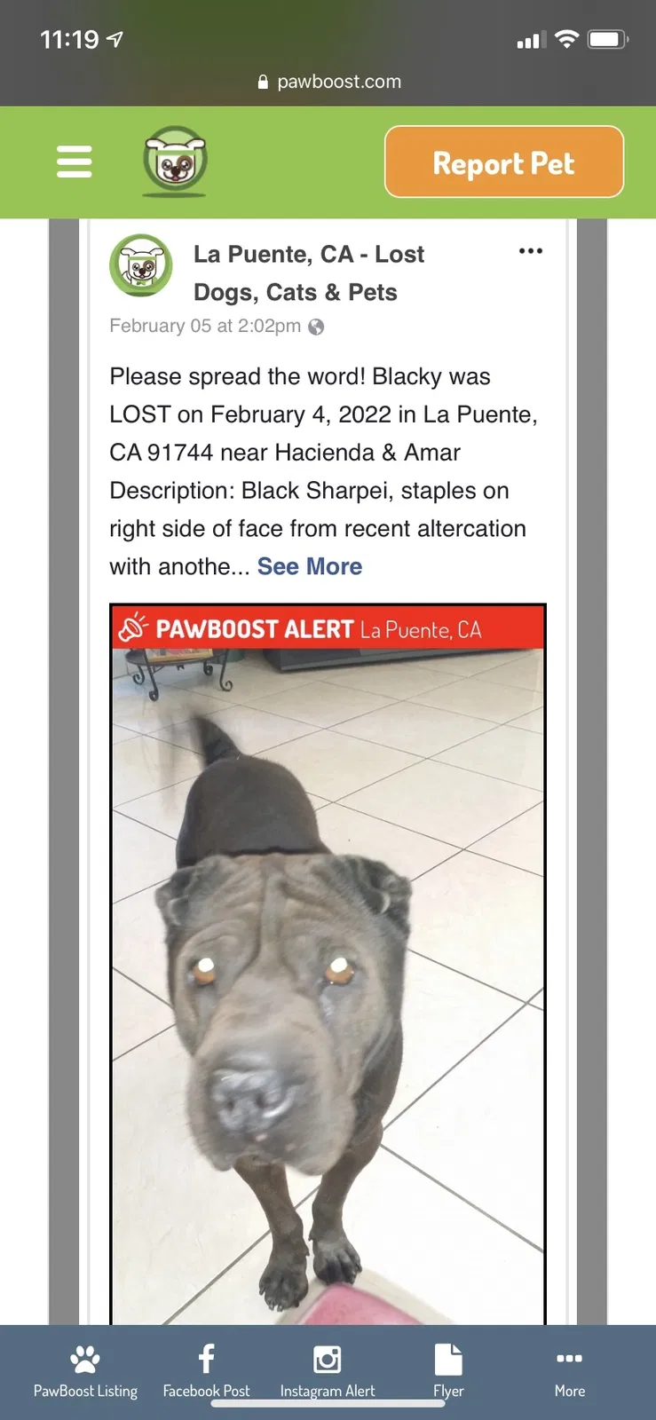 Lost dog in La Puente, CA, 91744