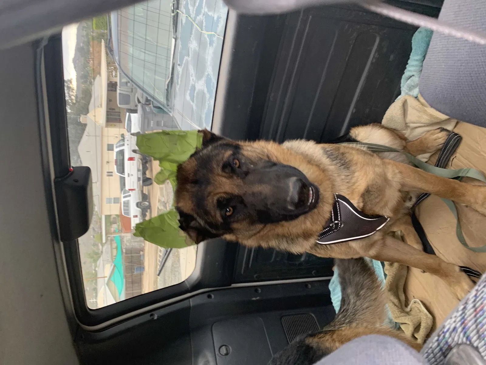 Lost dog in San Benito, TX, 78586