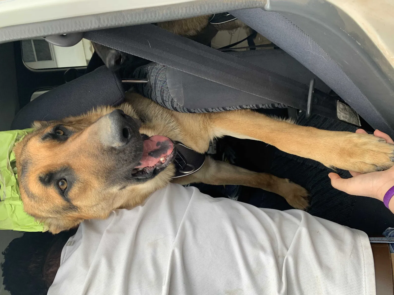 Lost dog in San Benito, TX, 78586