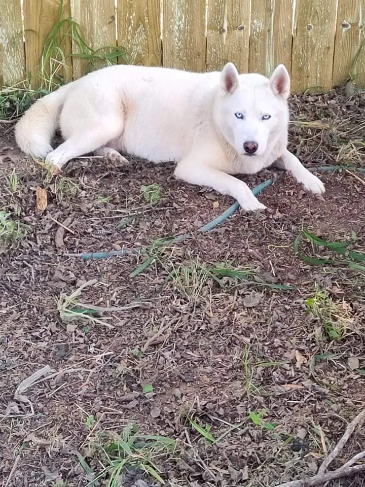 Lost dog in Edinburg, TX, 78539