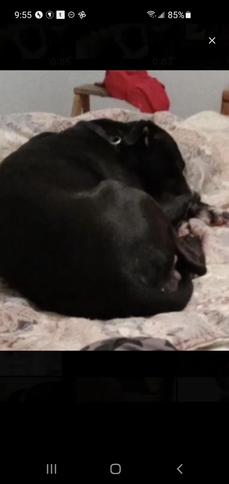 Lost dog in Bakersfield, CA, 93308