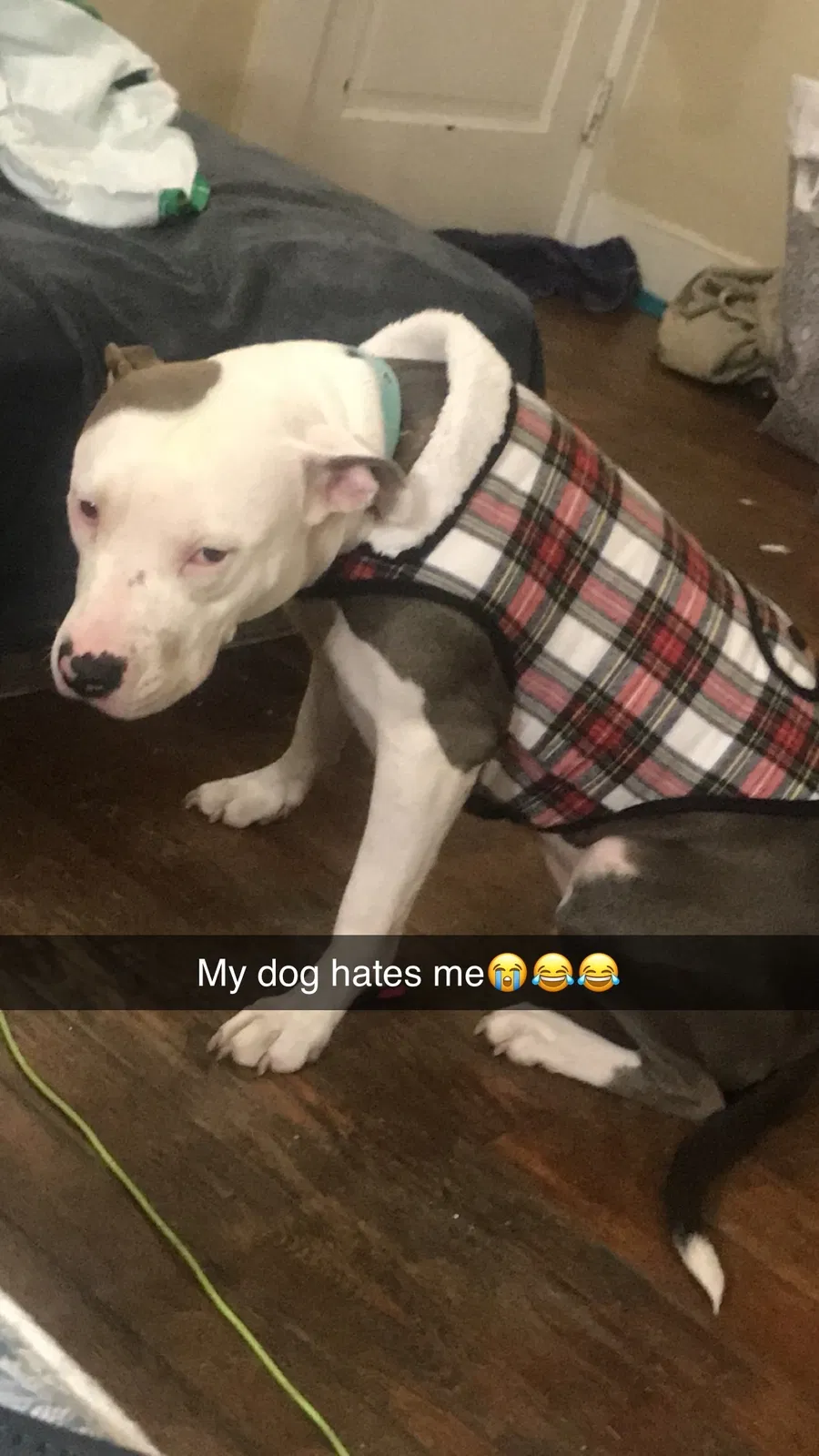 Lost dog in Dayton, OH, 45405