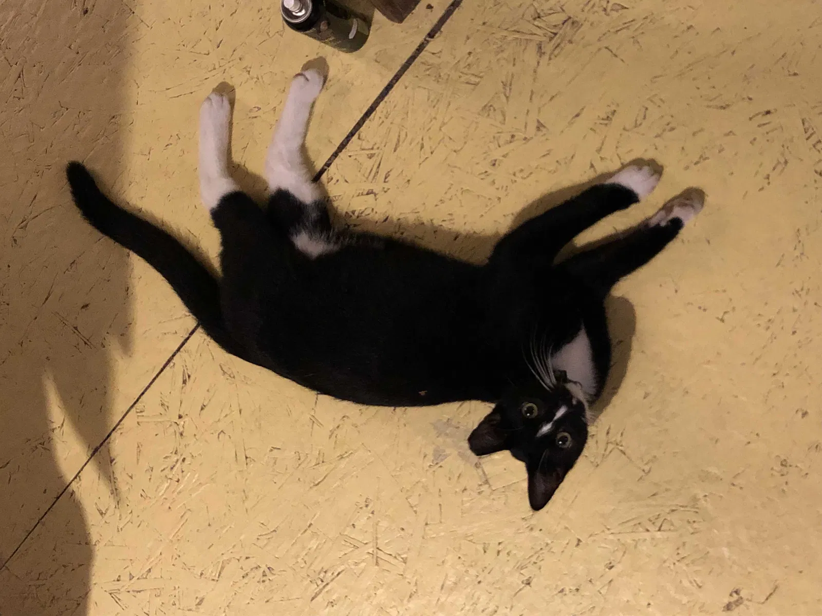 Lost cat in San Antonio, TX, 78201