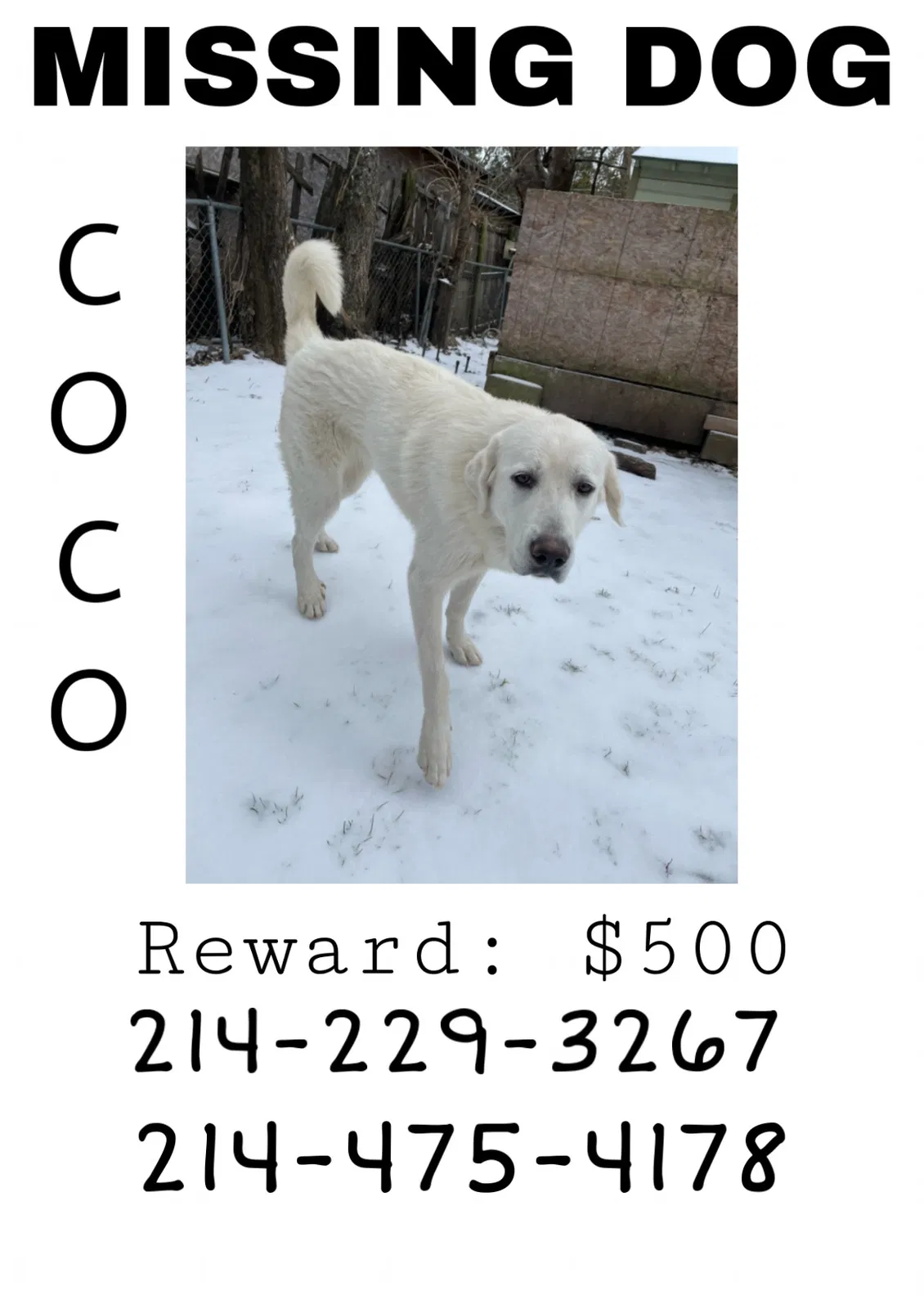 Lost dog in Dallas, TX, 75217