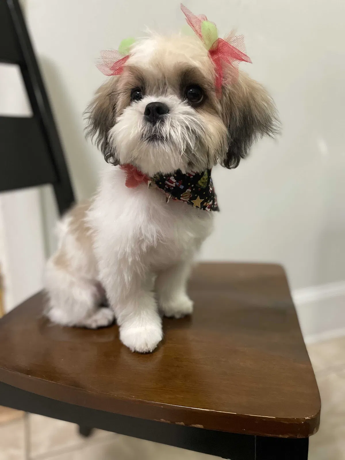Lost dog in Chicago, IL, 60639