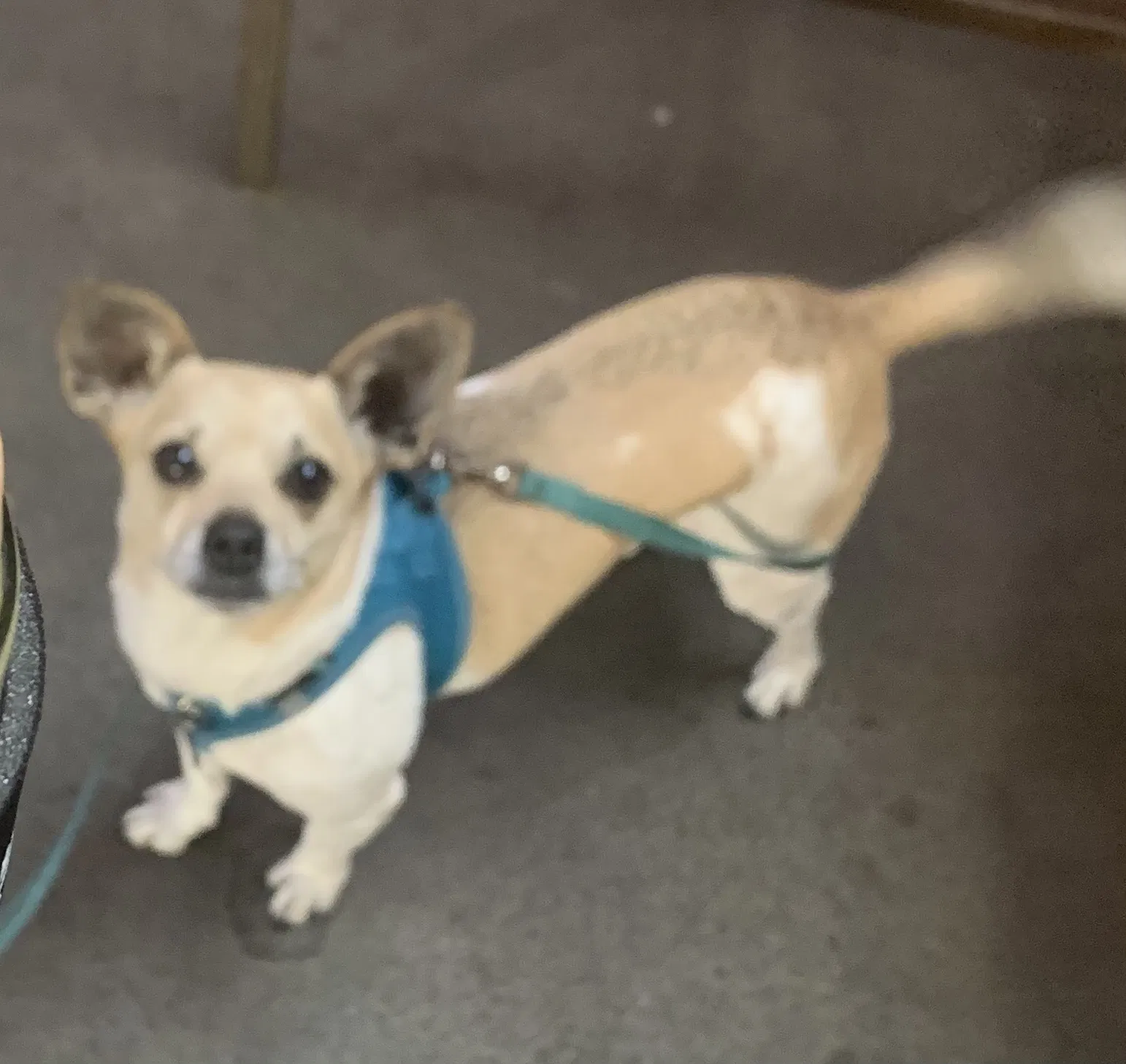 Lost dog in Las Vegas, NV, 89148