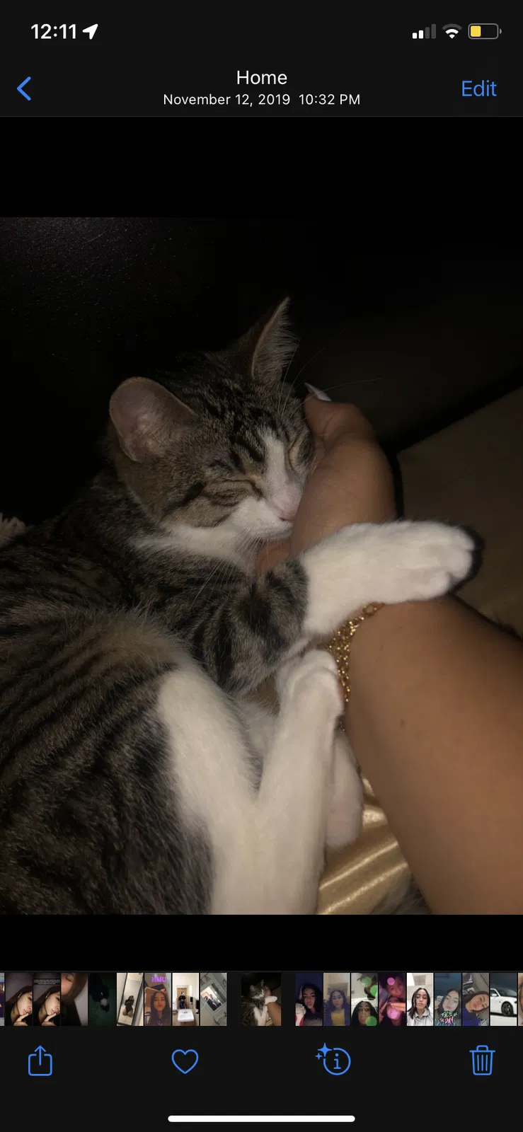 Lost cat in Hialeah, FL, 33015