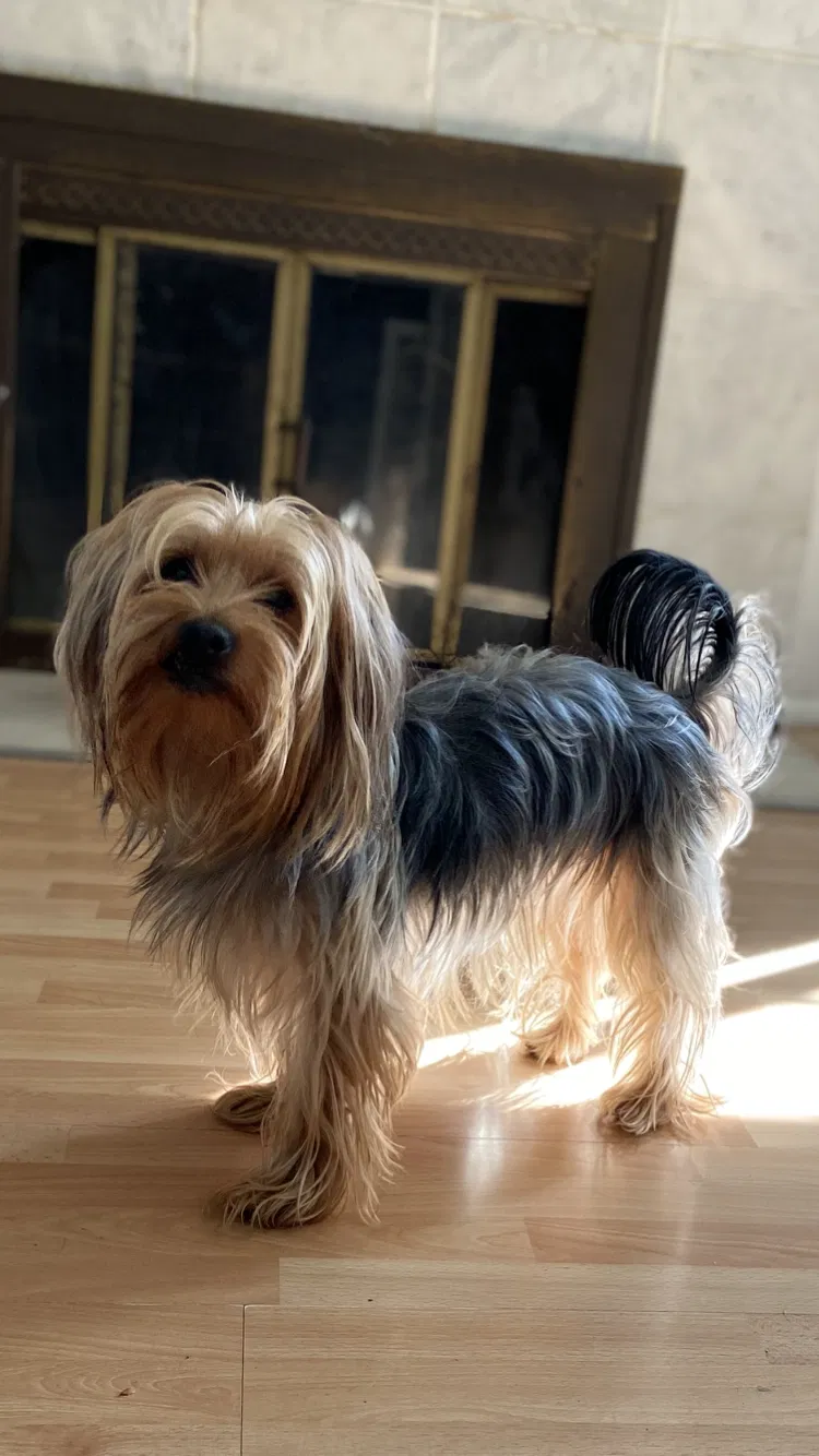 Lost dog in Los Angeles, CA, 90018