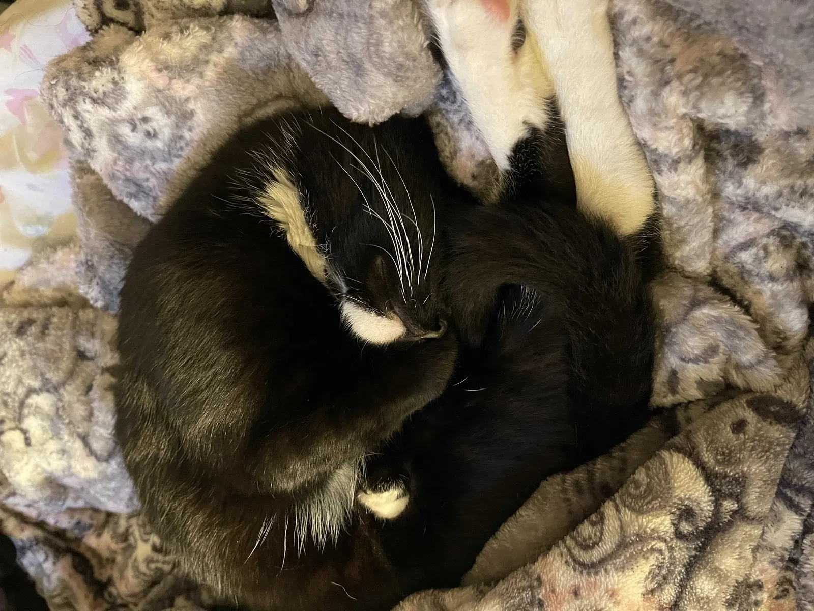 Lost cat in Anaheim, CA, 92805