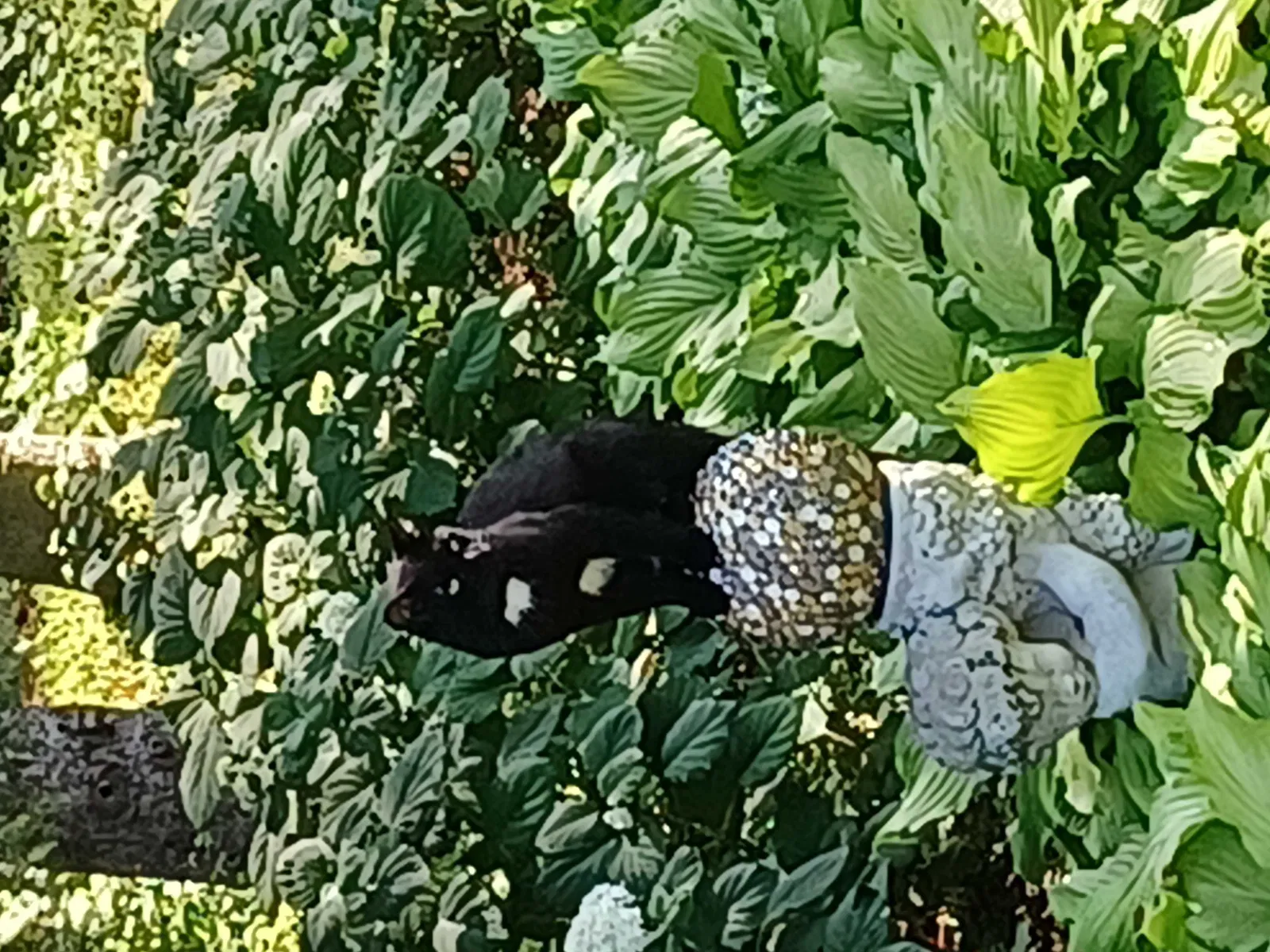Lost cat in Stillwater, MN, 55082