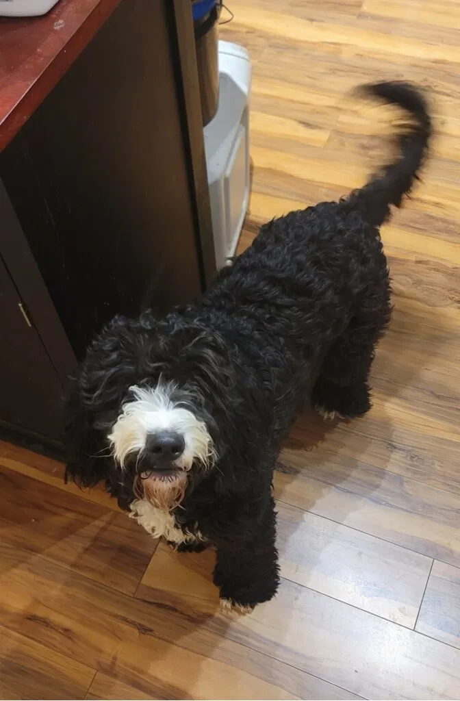Lost dog in Jasper, AL, 35504