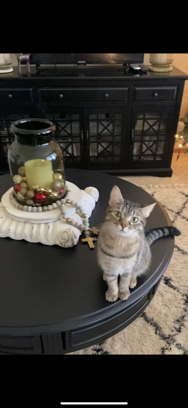Lost cat in Highland, IL, 62249