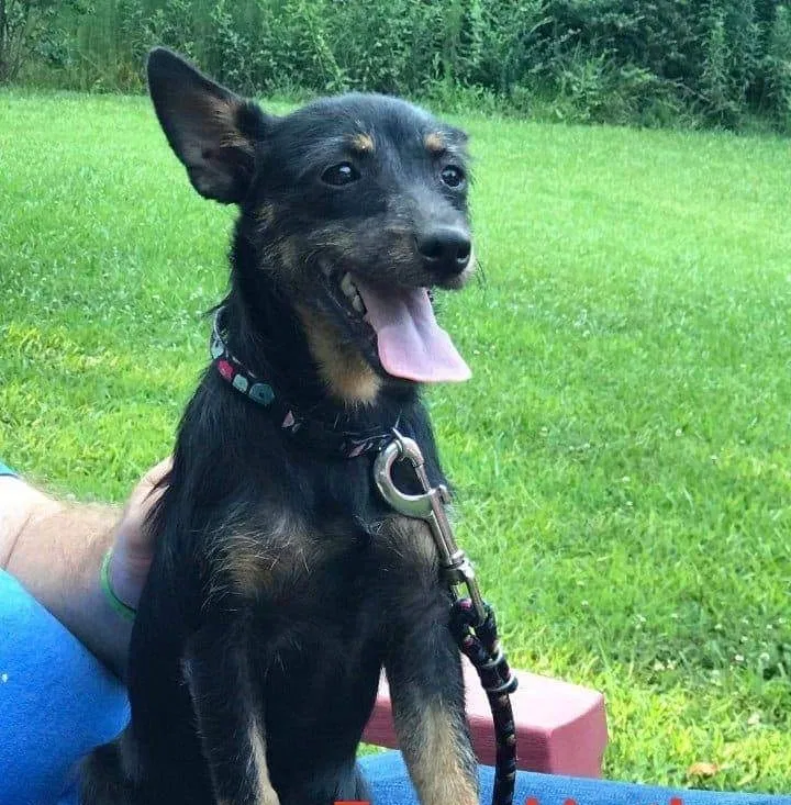 Lost dog in Maysville, GA, 30558