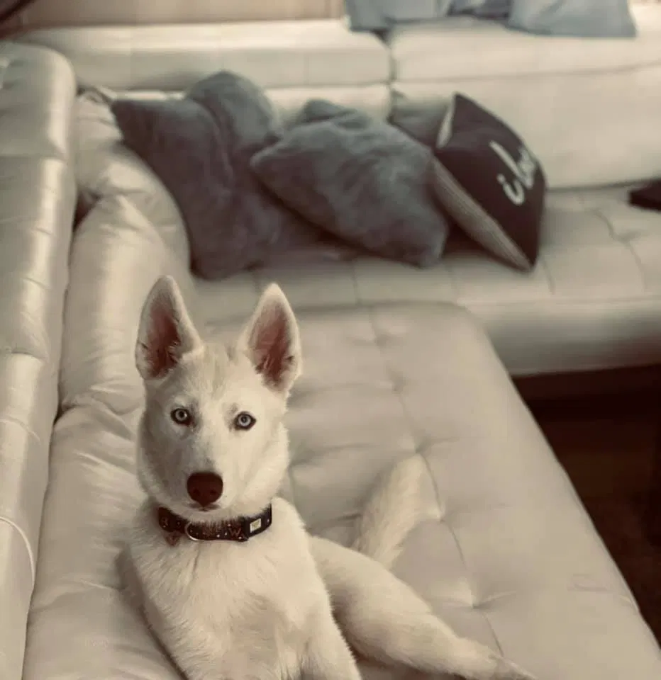 Lost dog in Kissimmee, FL, 34744