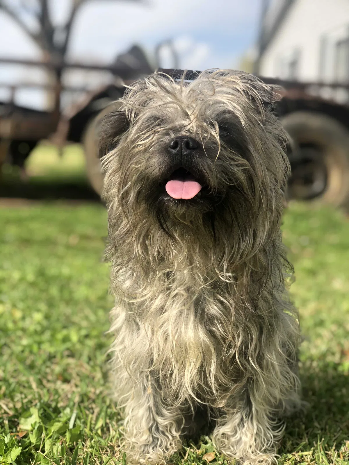 Lost dog in Bossier City, LA, 71111