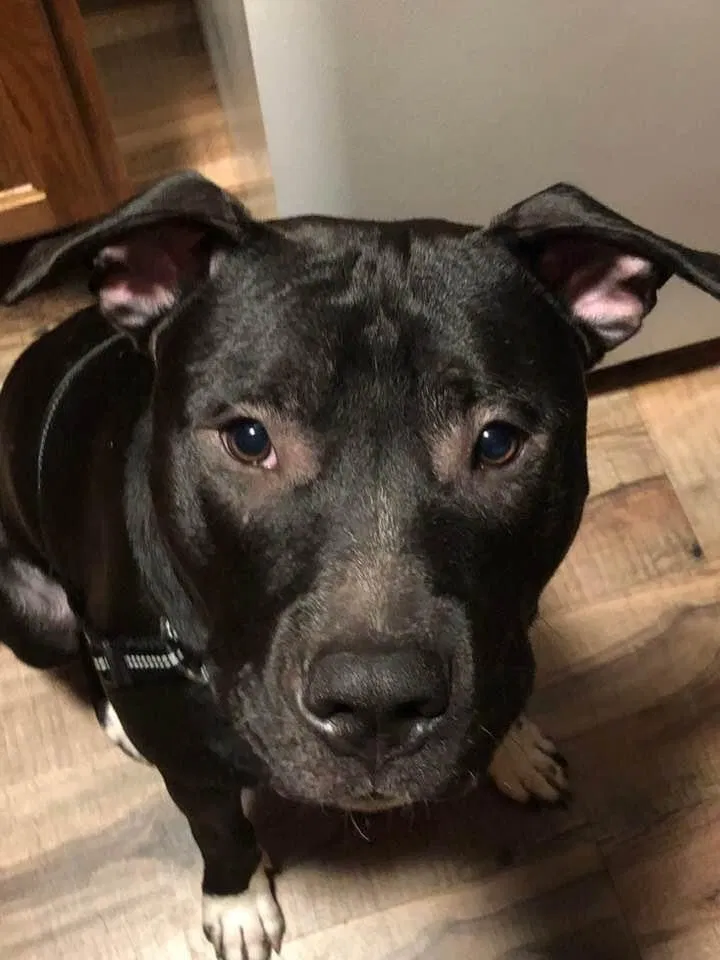 Lost dog in Versailles, OH, 45380