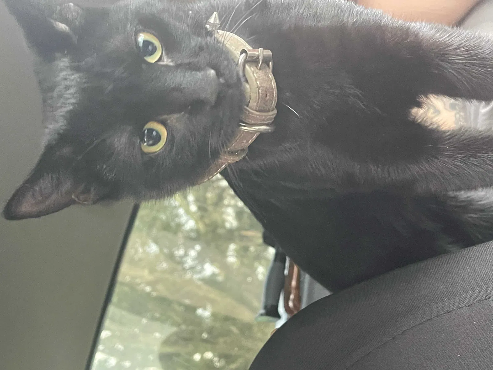 Lost cat in Wilmer, AL, 36587