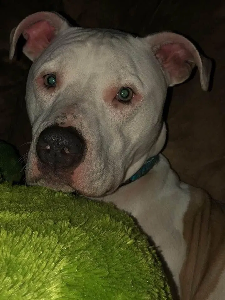 Lost dog in Versailles, OH, 45380