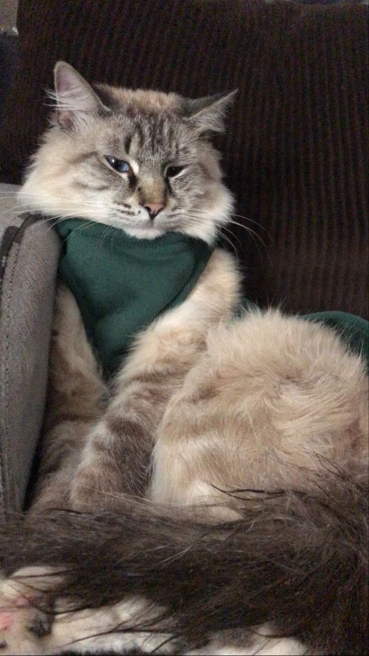 Lost cat in Riverside, CA, 92505