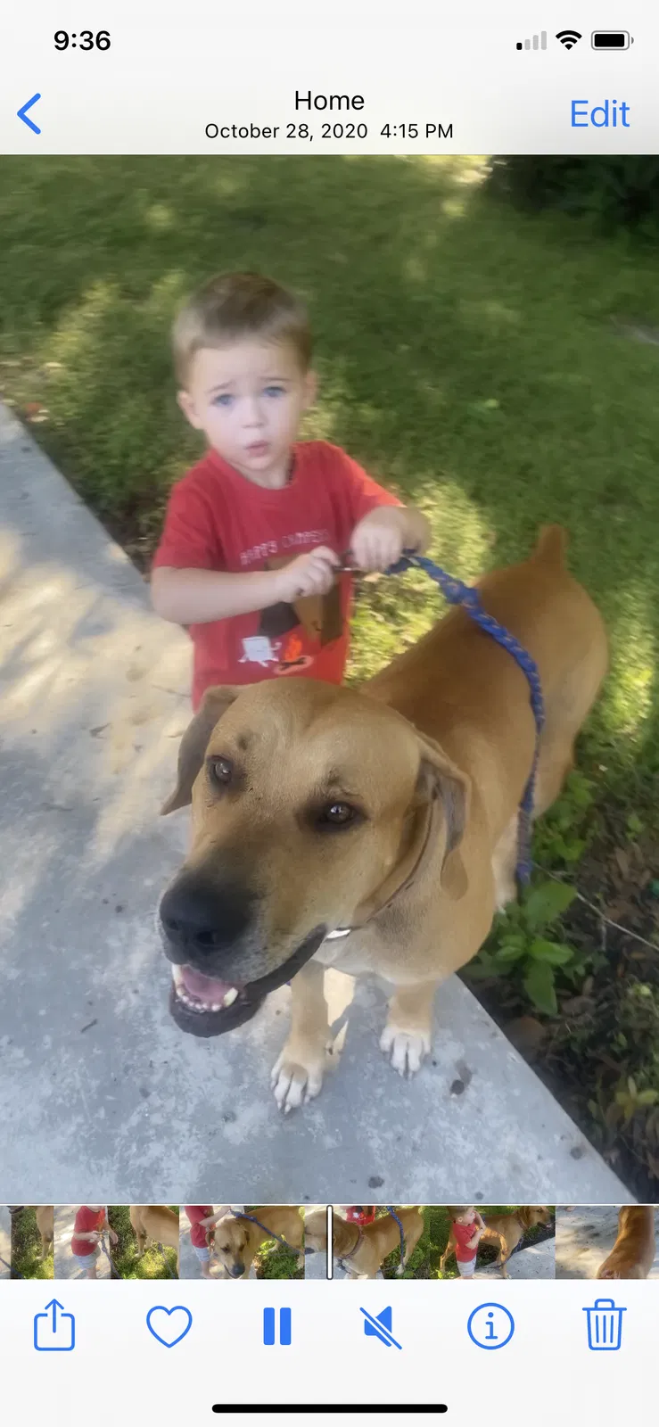Lost dog in Fort Pierce, FL, 34945