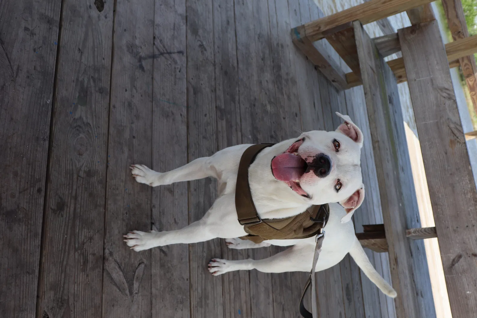 Lost dog in Robstown, TX, 78380