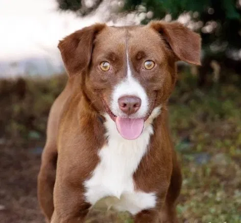 Lost dog in Atlanta, GA, 30329