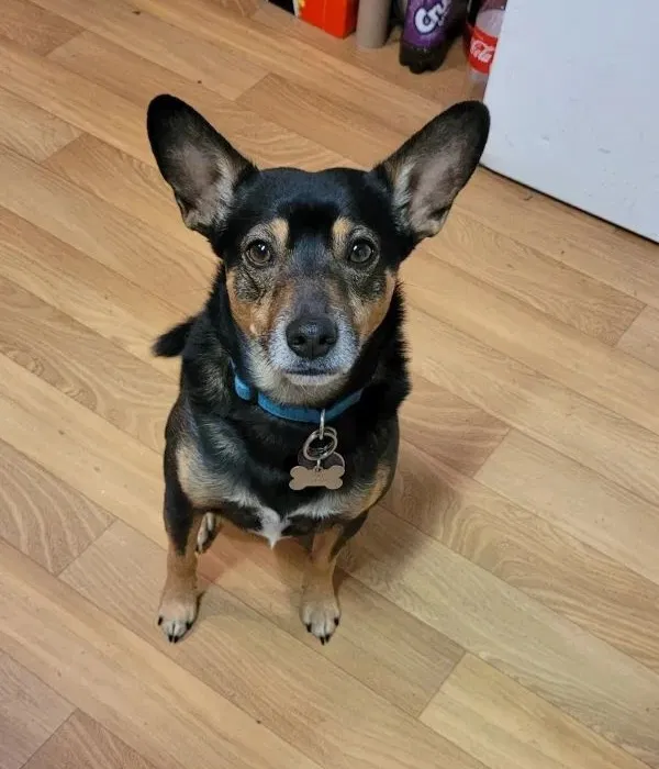 Lost dog in Old Fort, TN, 37362