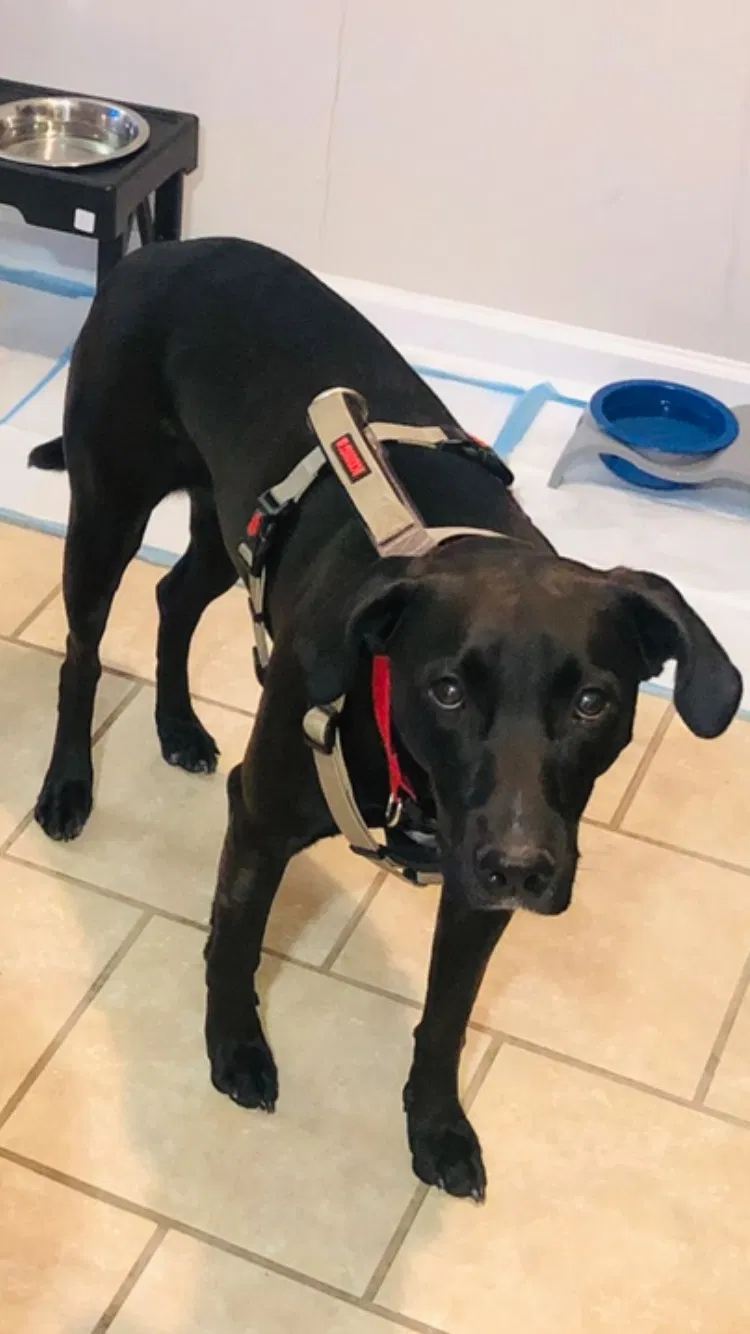 Lost dog in Lexington, KY, 40503