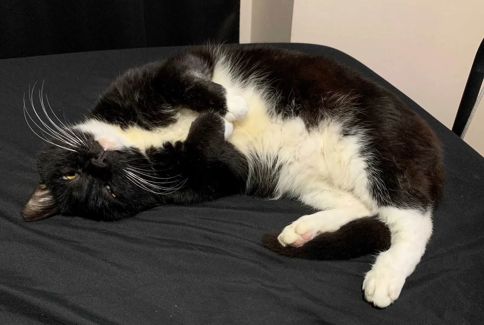Lost cat in Lakeland, FL, 33809