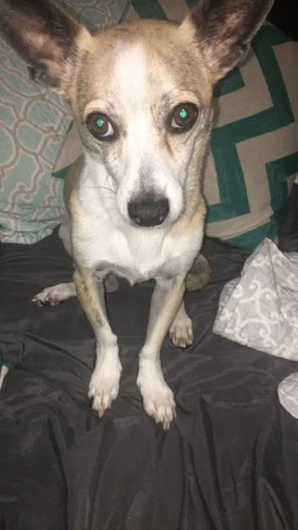 Lost dog in Wasilla, AK, 99654