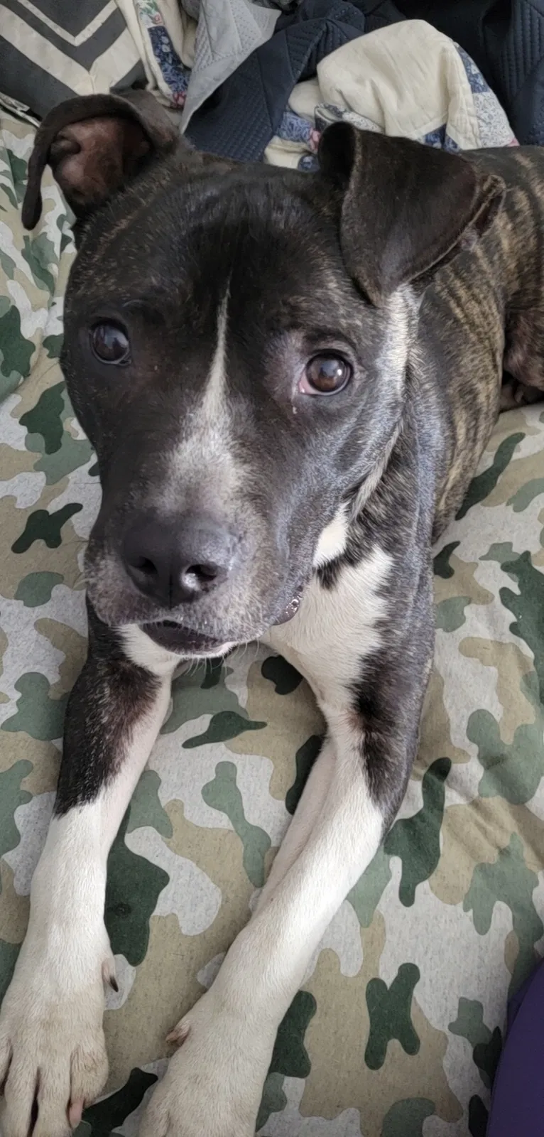 Lost dog in Bliss, NY, 14024