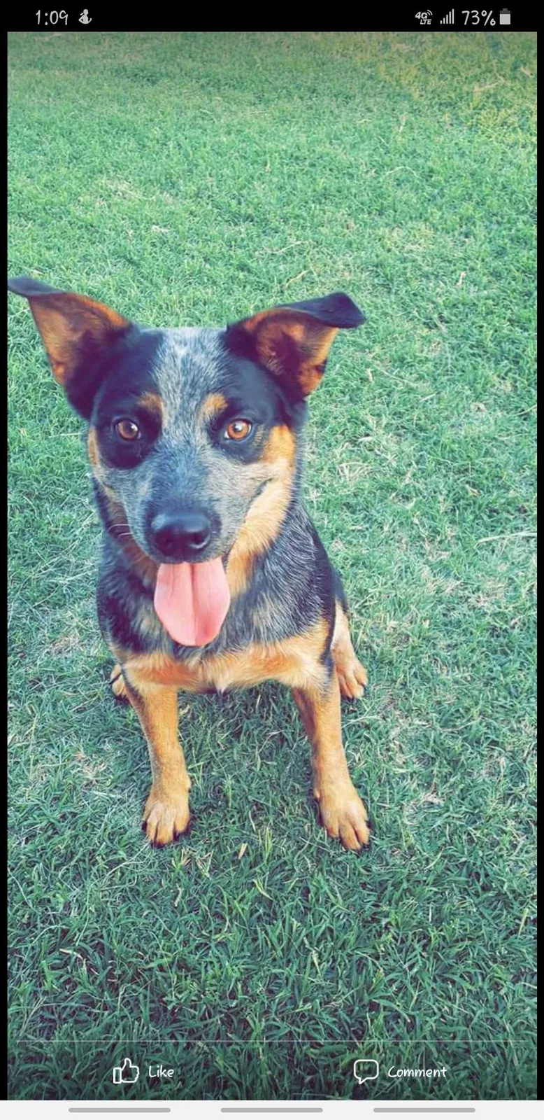 Lost dog in Enid, OK, 73703
