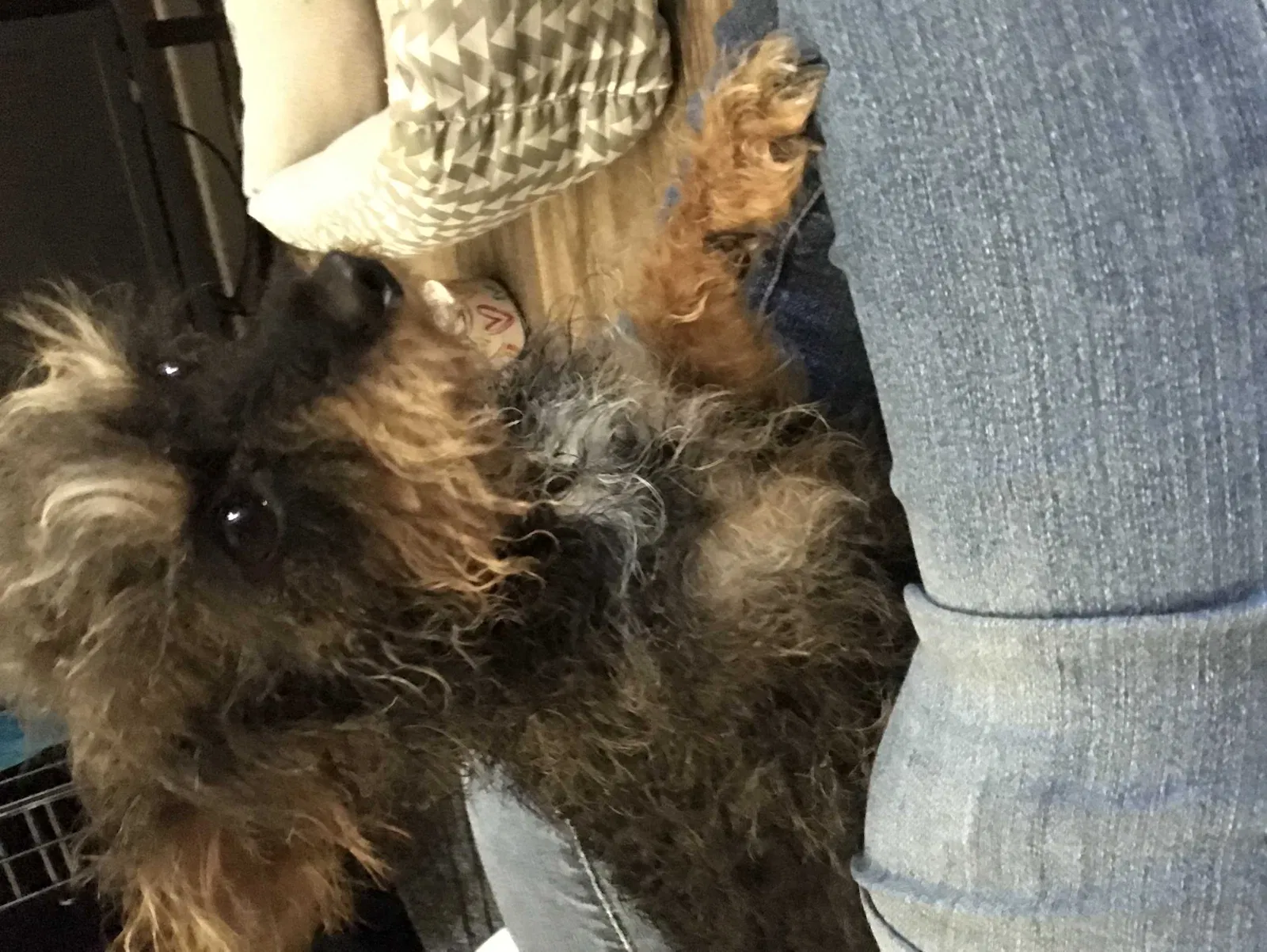 Lost dog in Universal City, TX, 78148
