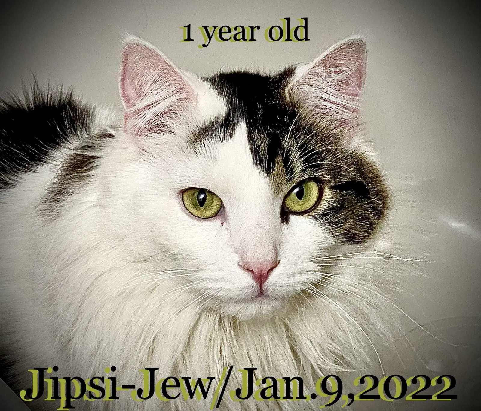 Lost cat in Anchorage, AK, 99504